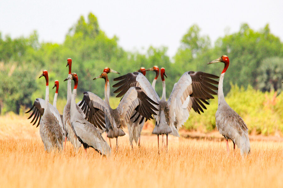 A flock of red-crowned cranes once returned to live in Tram Chim National Park