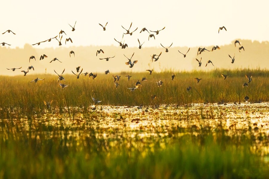 Vietnam's richest bird Garden