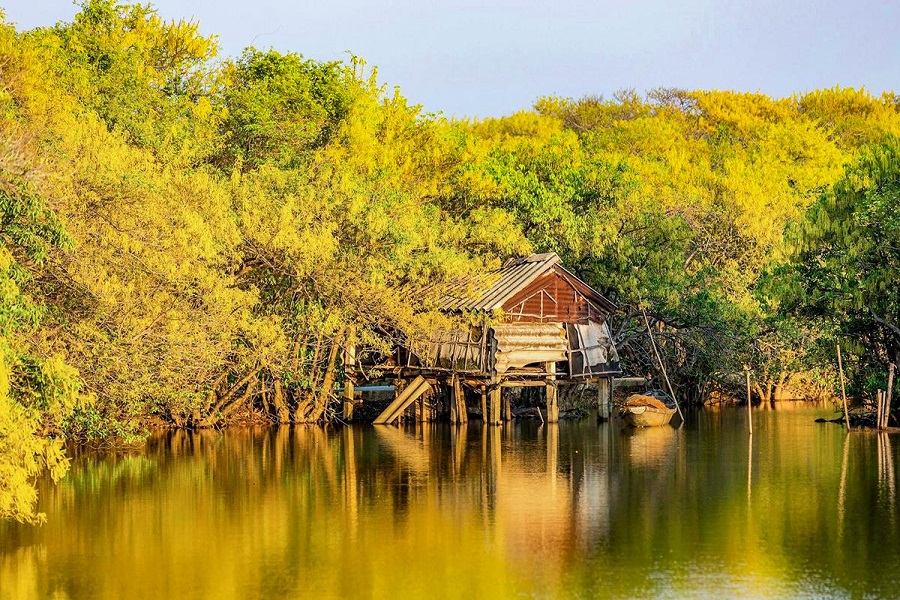 A slice of Ru Cha Forest 