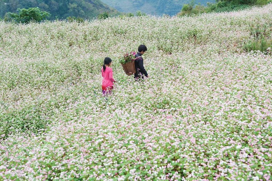 Ha Giang holds the Buckwheat Flower Festival every year
