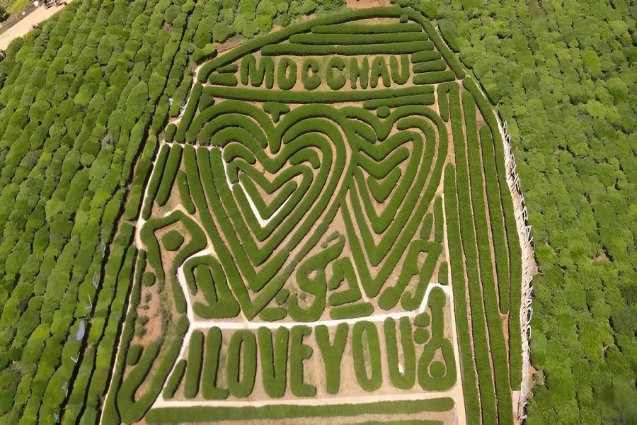 At Moc Chau Heart Tea Hill, the tea plants were arranged in a heart shape with the words “I love you”