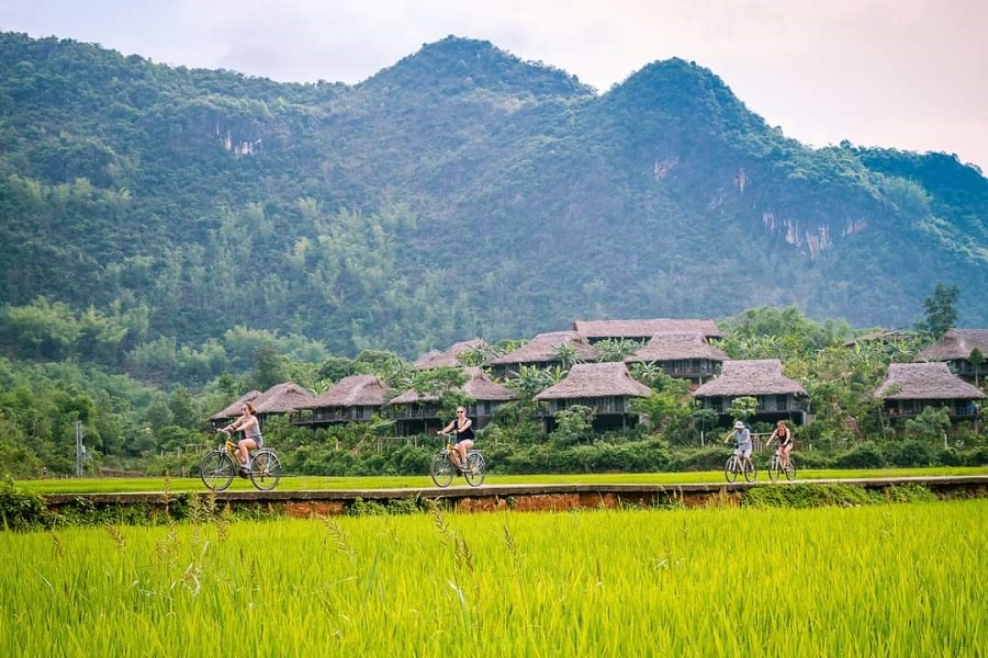 Travelers cycle through golden rice fields in Mai Chau