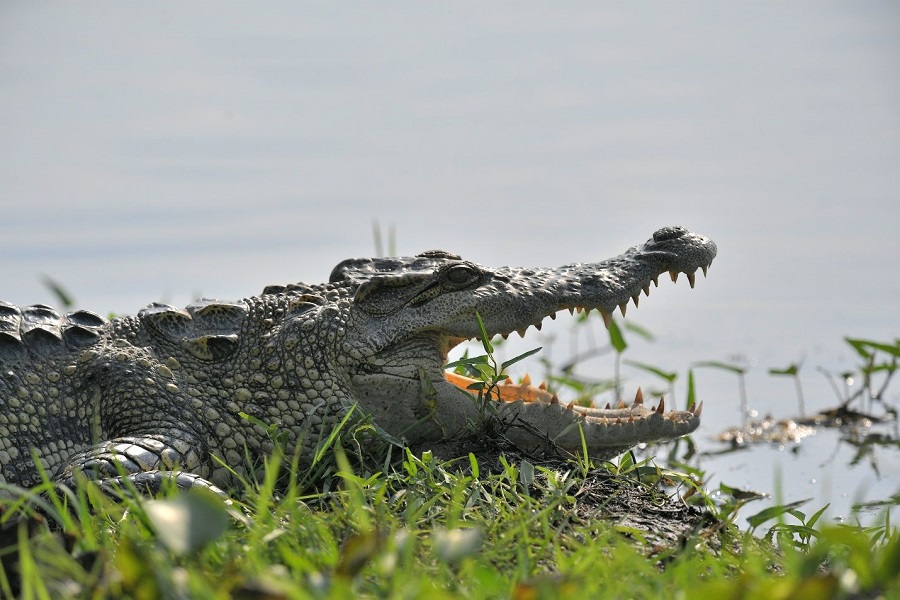 Bau Sau is home to more than sixty freshwater crocodiles