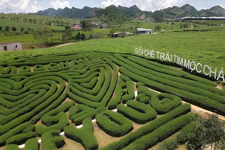 On sunny days with deep blue skies, Love Moc Chau Heart Tea Hill looks even more striking