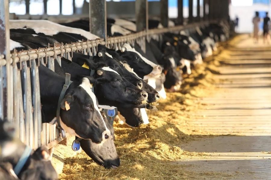 At Moc Chau Dairy Farm, visitors have the opportunity to witness firsthand the modern, closed-loop dairy farming process