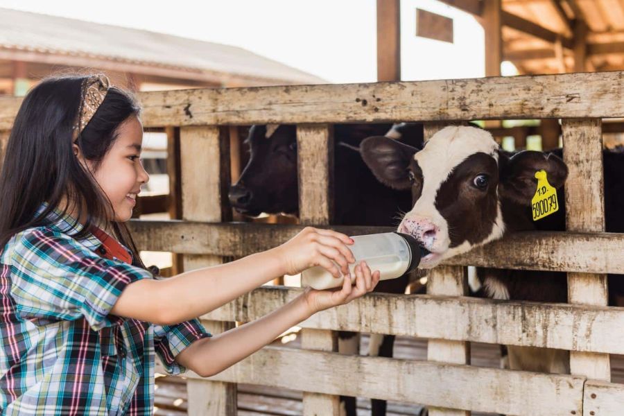 One of the most engaging activities at Moc Chau Dairy Farm is the chance to take part in the daily work of real farmers. 