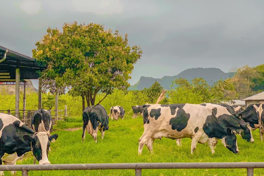 Tips for visiting Dairy Farm Moc Chau. 