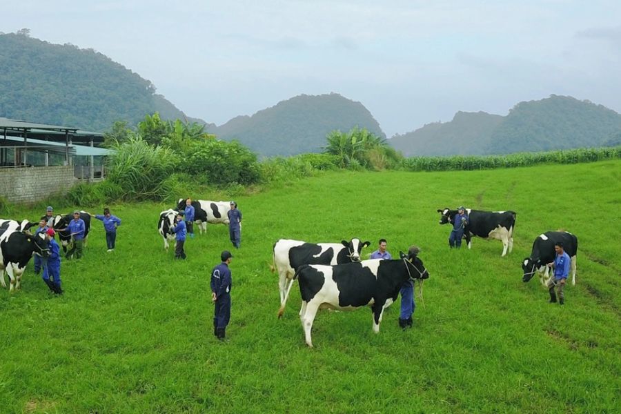  Moc Chau Dairy Farm is a vivid reflection of the unique agricultural lifestyle of Vietnam’s highlands