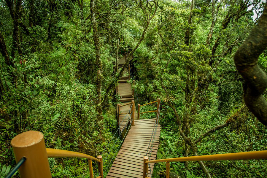 Elevated boardwalk through a misty moss-covered jungle