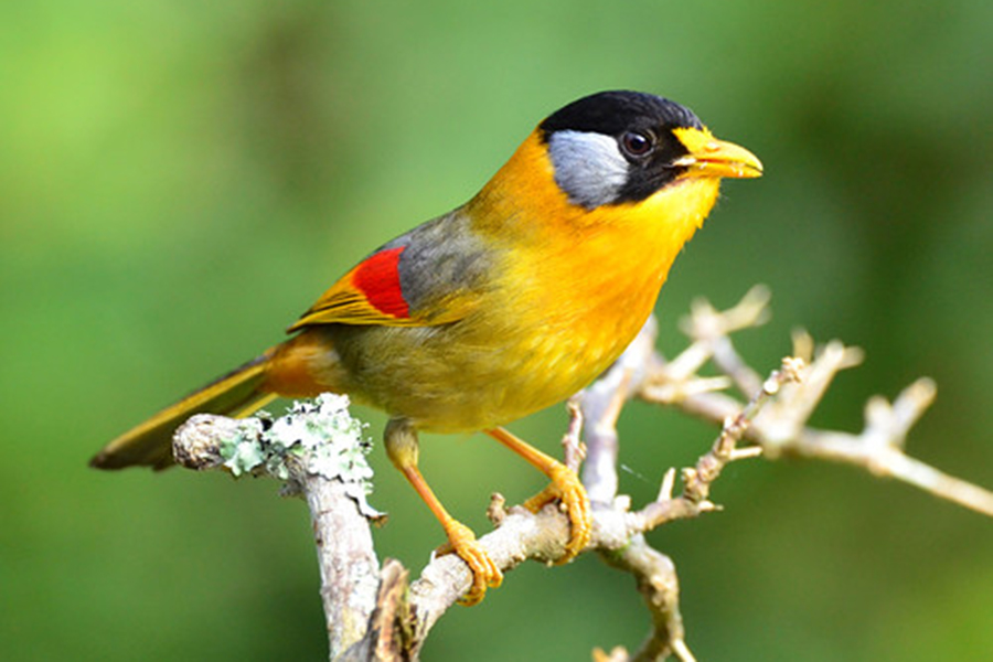 Colorful bird in a misty highland forest