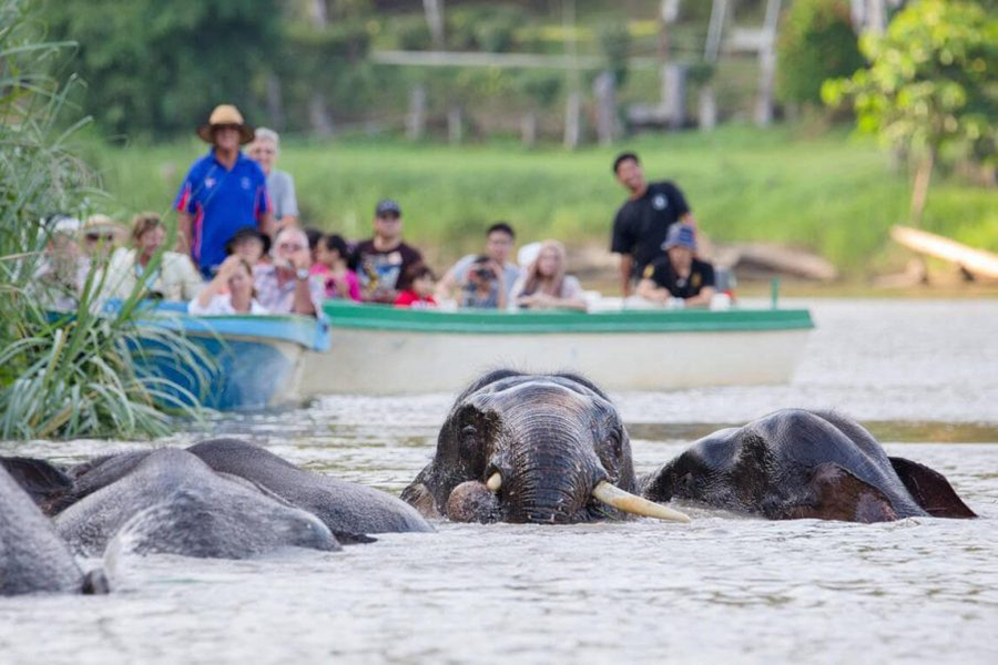 Wild elephants crossing the river