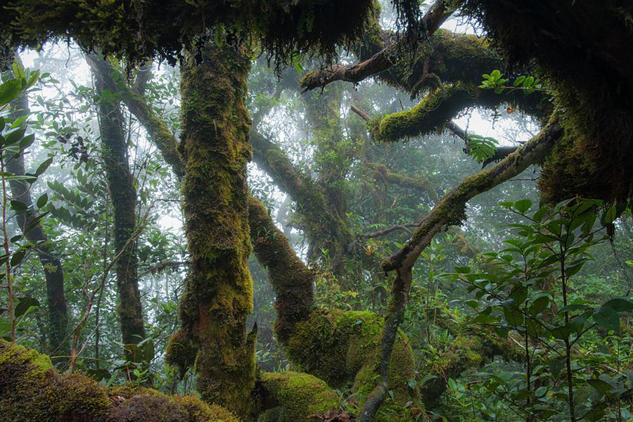 Foggy forest draped in moss