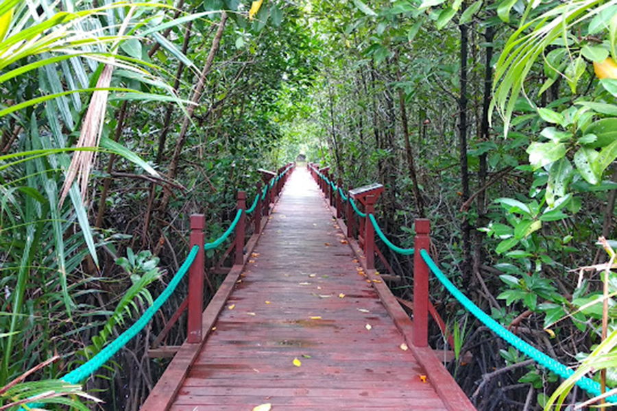 Wooden walkway through lush mangrove forest