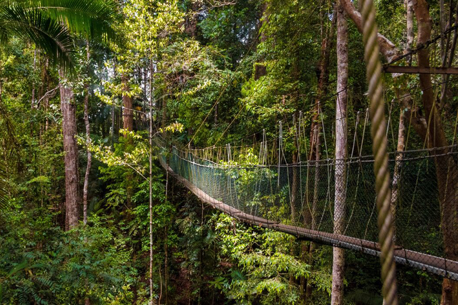 Canopy walkway above the jungle