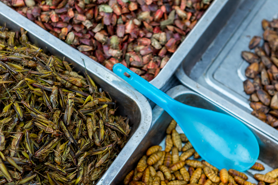 5-day food tour in Northern Laos - Insect dishes 