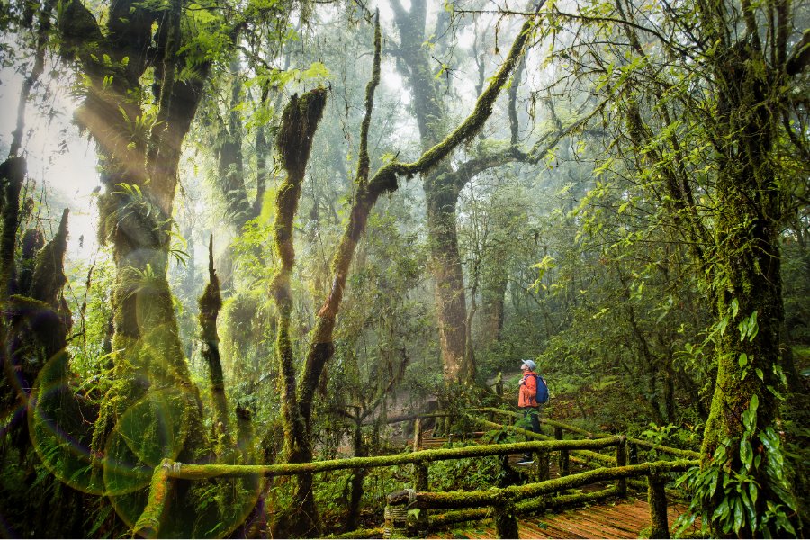 Doi Inthanon National Park - one of the best chiang Mai activities
