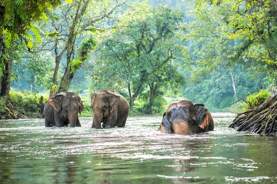 You can see the Asian elephants when trekking in Cambodia