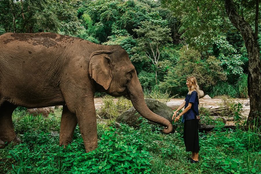See elephants when cycling in Northern Thailand