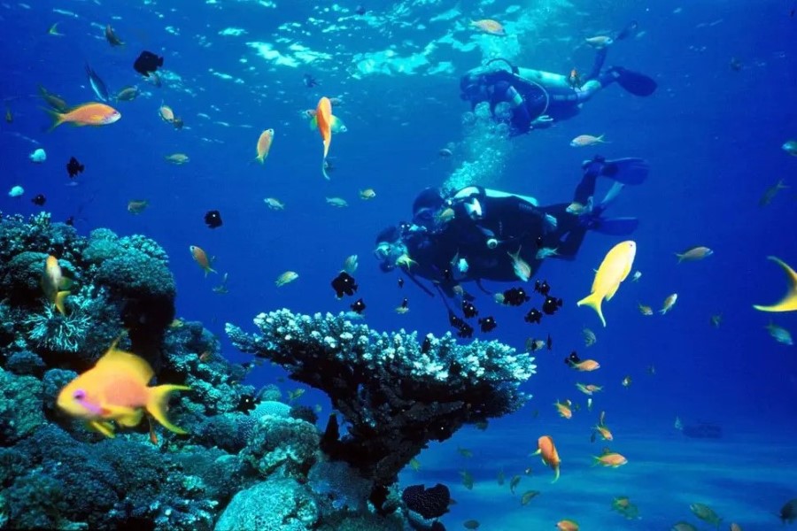 Explore the fascinating underwater world