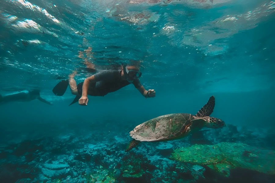 Discover a variety of marine creatures beneath the ocean in Koh Prins 