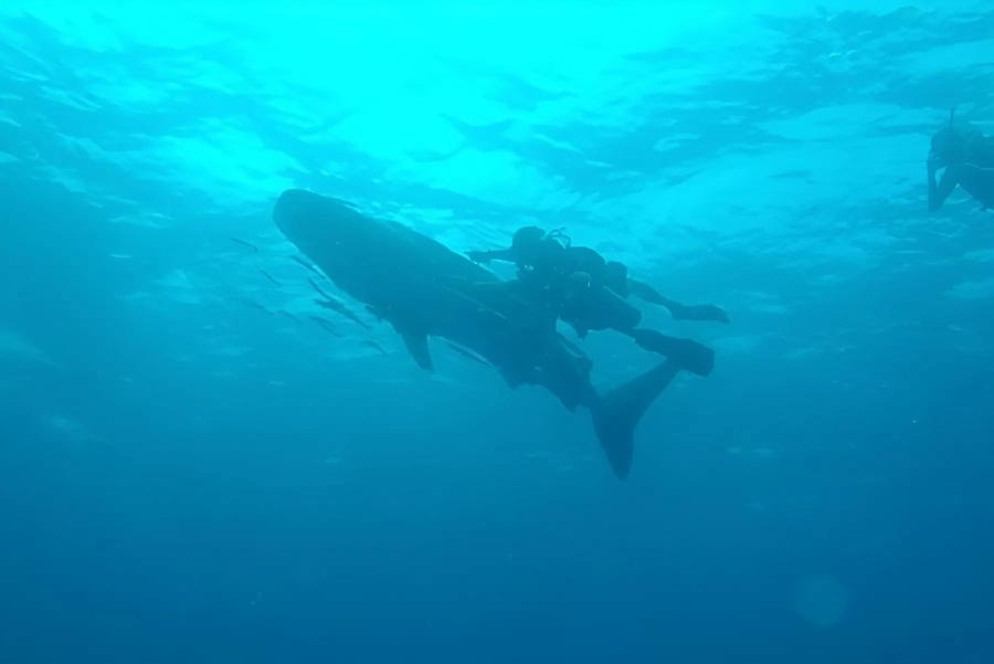 The rarest experience among diving spots in Cambodia 