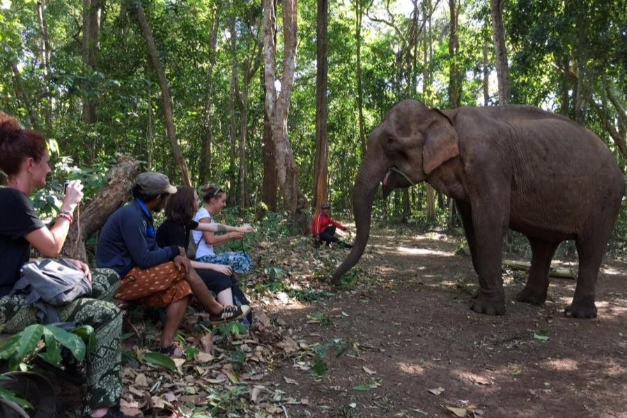 Elephant Valley Project - Ecotourism in Cambodia