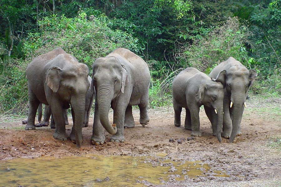 Ecotourism in Cambodia - Elephant Sanctuary Volunteering