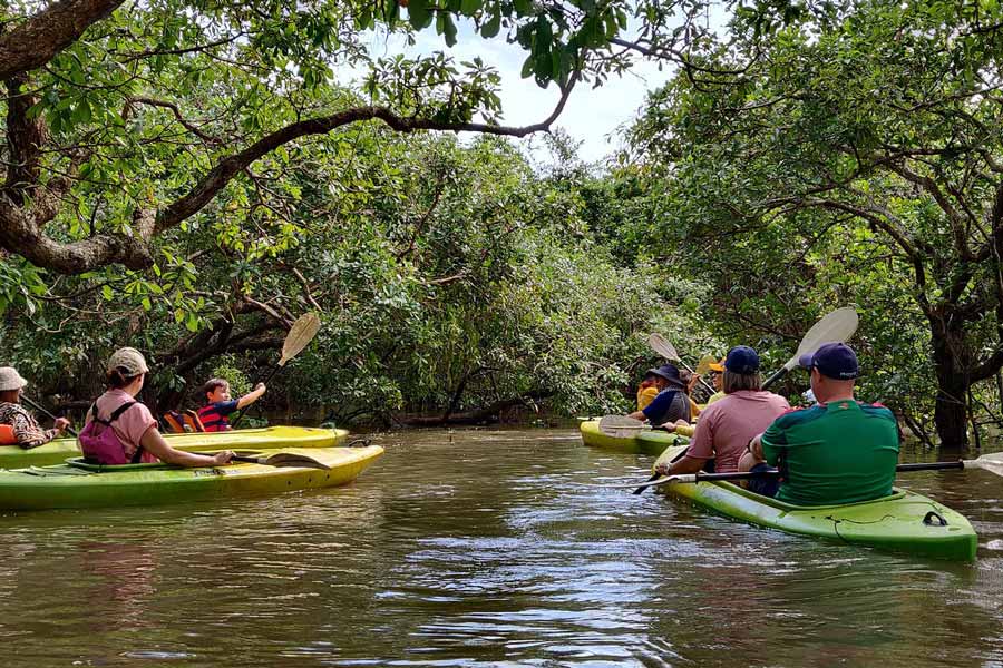 Ecotourism in Cambodia - Kayaking Through Mangrove Forests