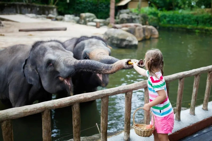 Kid is feeding elephants&nbsp;