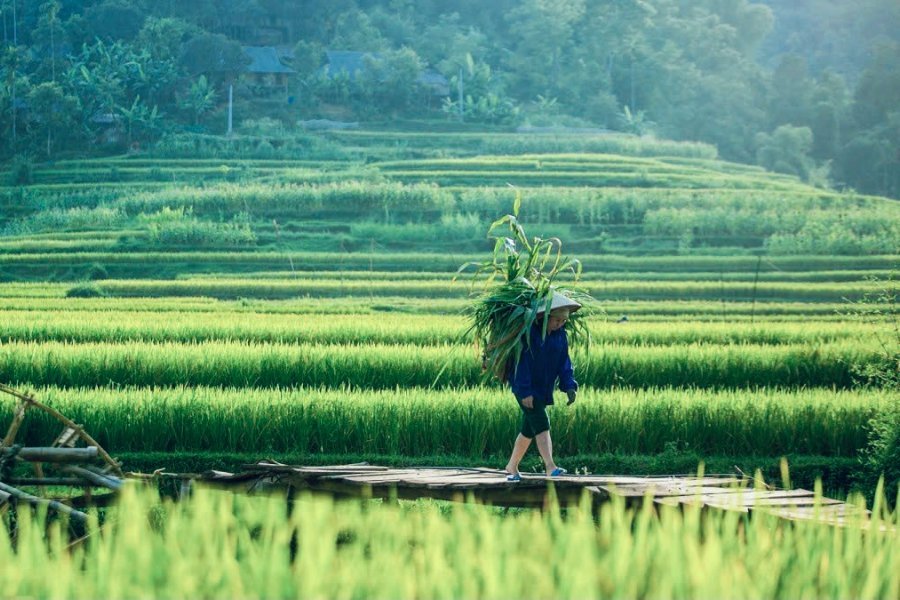 Kho Muong valley rice terraces