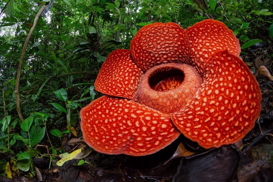 Rafflesia flower – the species featured on Malaysia’s 10 RM banknote