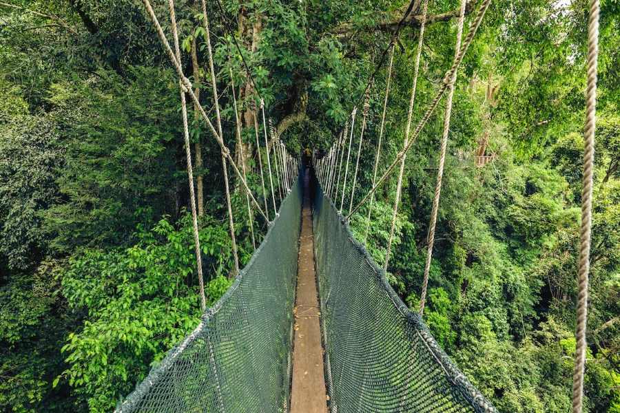 Canopy Walkway at Kinabalu National Park, Sabah 