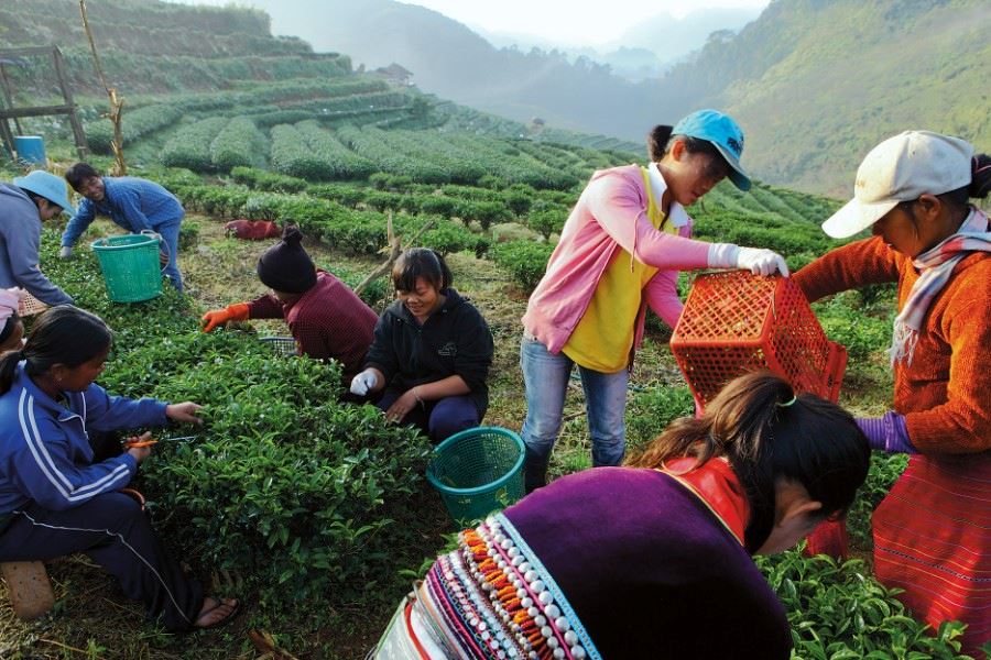 Doi Kham Agricultural Project