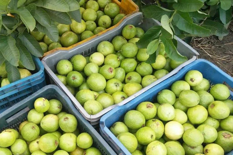 Guava (Farang)