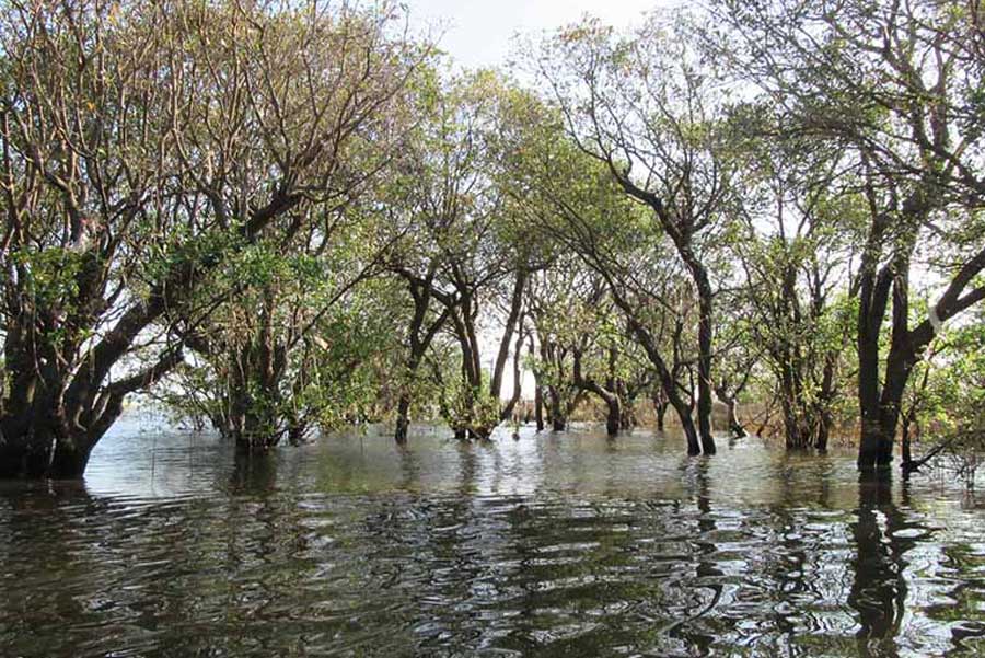 Flooded Forest in Tonle Sap Lake