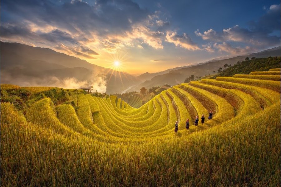 Golden harvest in Mu Cang Chai