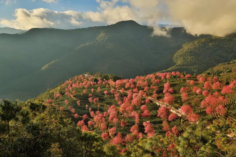 Cherry blossoms bloom across the mountains of Sapa