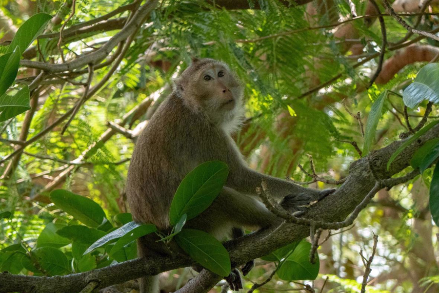 Macaque species in Kep National Park