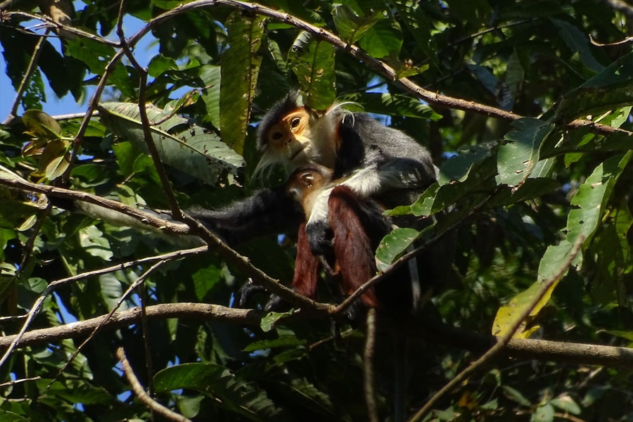 Monkeys at Hin Nam No National Park