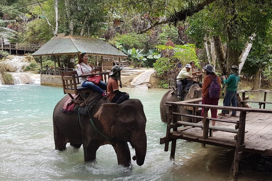 Interact with elephants at Tad Sae Falls