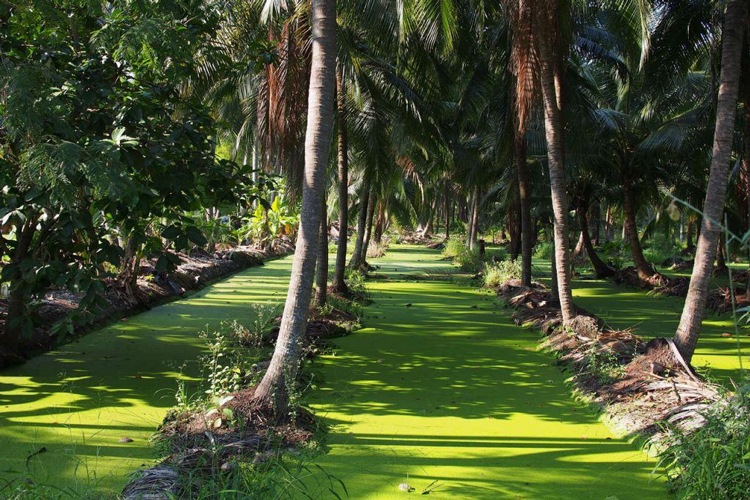 Damnoen Saduak is surrounded by coconut plantations, and visitors may take tours to learn about the cultivation of coconuts and the various products derived from them