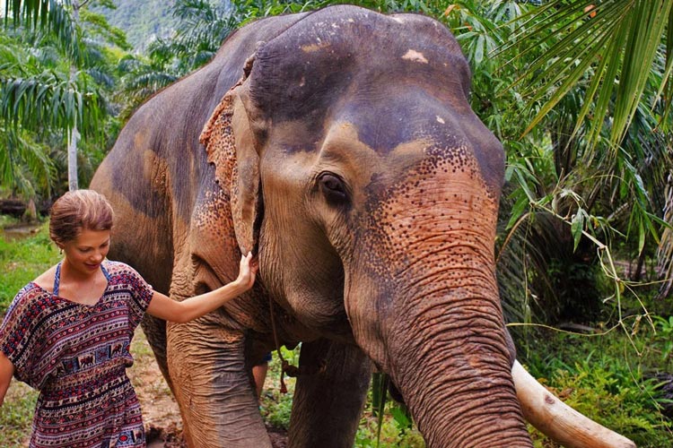 Elephant experiences can vary widely, and it's important to choose activities that prioritize the well-being and ethical treatment of elephants