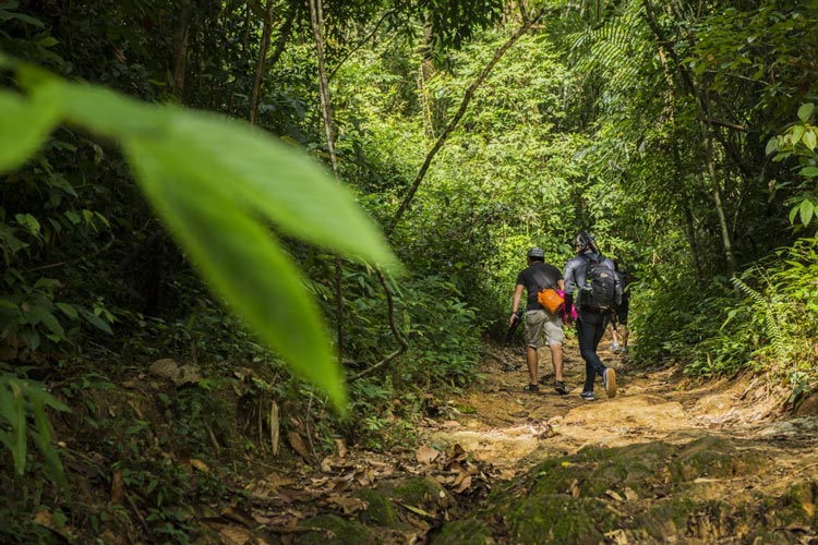 Jungle trekking in Khao Sok National Park is a popular activity that allows visitors to explore the park's diverse ecosystems, lush rainforests, and captivating landscapes