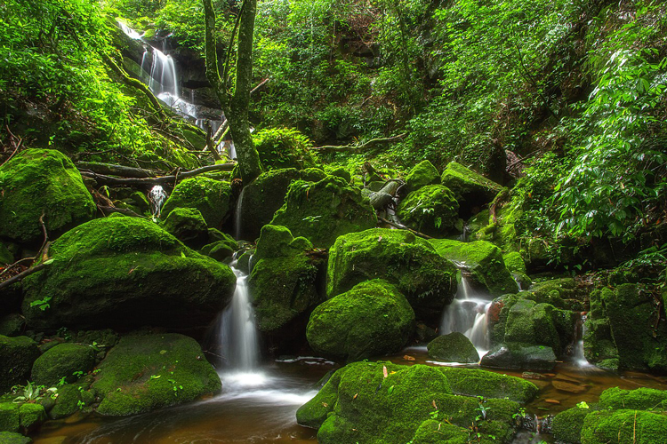 Phu Soi Dao National Park is known for its diverse ecosystems, including evergreen forests, deciduous forests, and montane forests