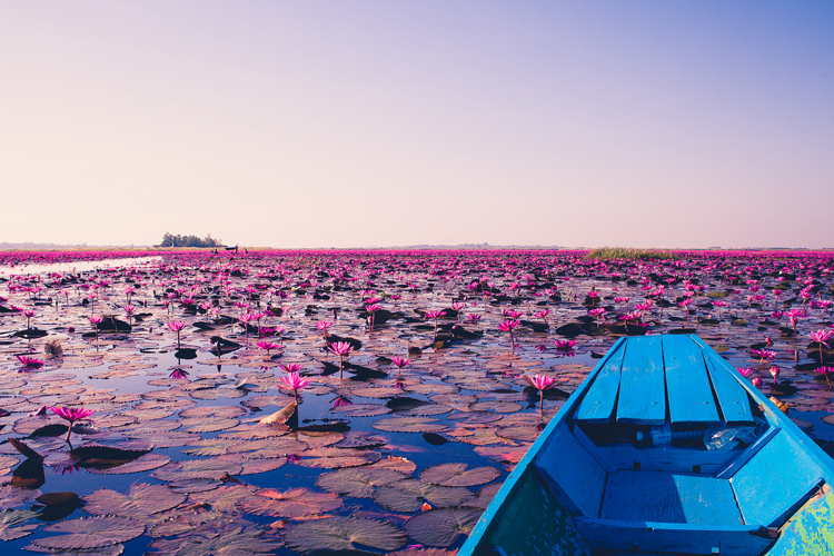 The Red Lotus Sea, Udon Thani refers to a stunning natural phenomenon 