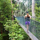 Western Malaysia Jungle Tour 13 Days: Tropical Jungles