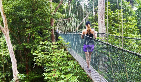 Western Malaysia Jungle Tour 13 Days: Tropical Jungles