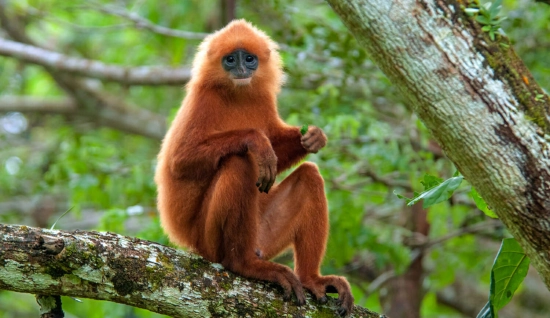 East Malaysia Tour 7 days: Wild Borneo adventure