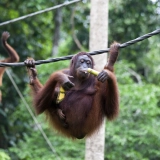 Borneo Jungle tour 11 days: Malaysia Adventure