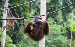 Malaysia tour 11 days: Borneo Jungle Adventure